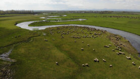 Kars'ta Hayvancılar Baharın Keyfini Çıkarıyor
